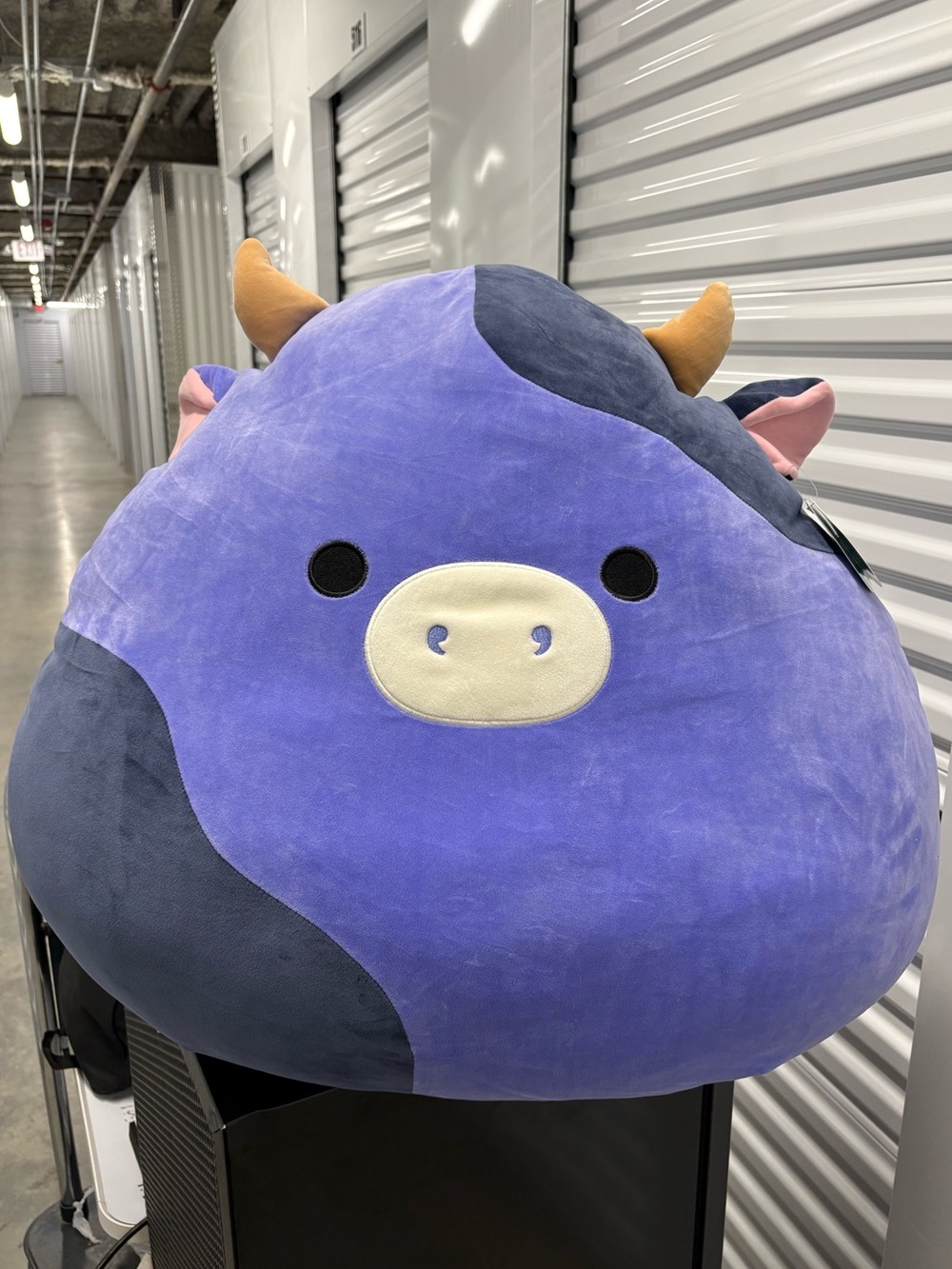Jumbo 24" Purple Ingrid Cow Squishmallow BNWT